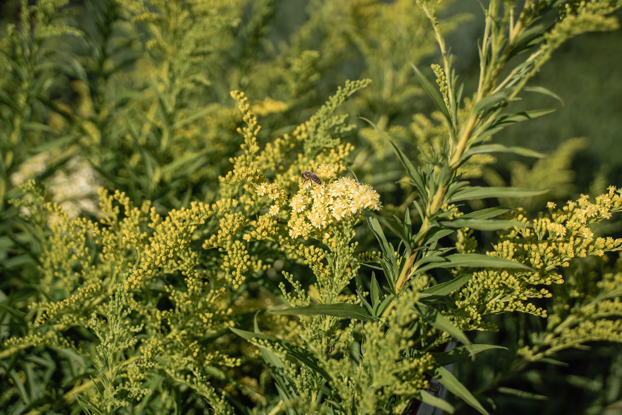 Zlatobýl Romantic Glory, Loukykvět