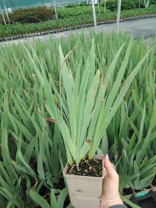 Kosatec Lovely Again - 9. 6. 2025