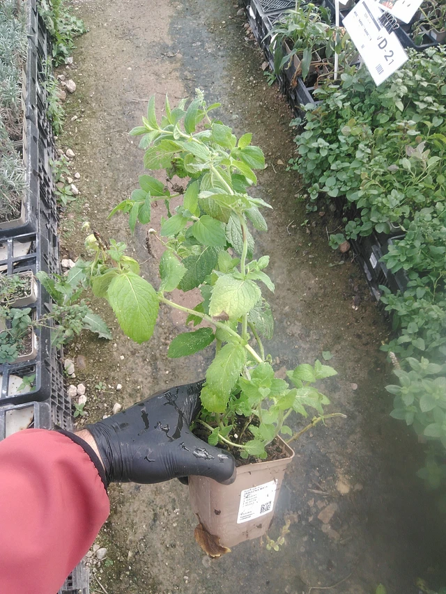 Menta de manzana - 13. 10. 2025