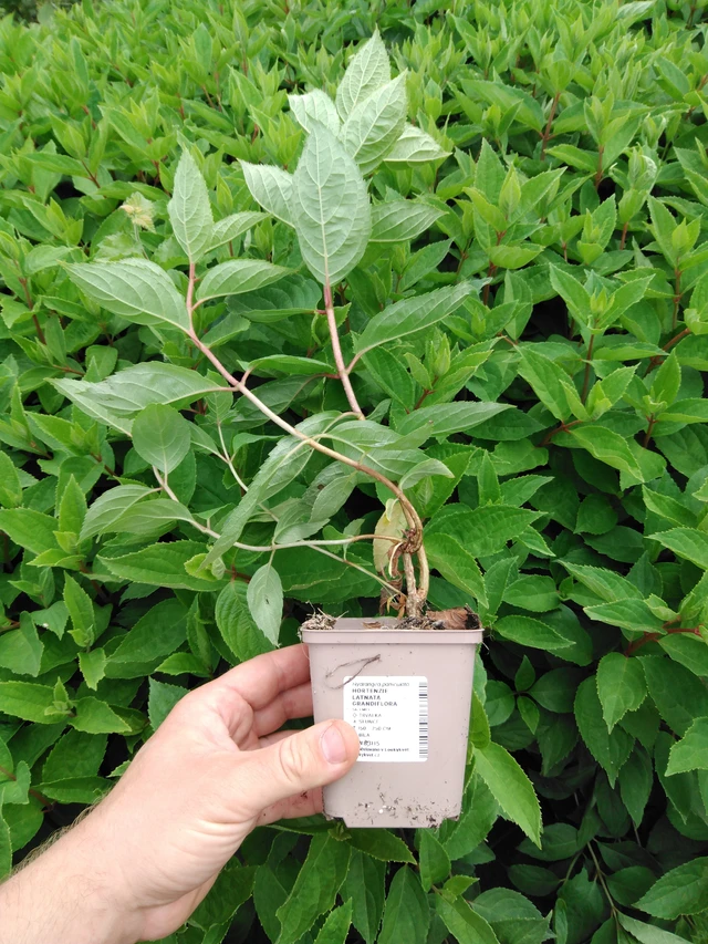 Hortensia Grandiflora - 2024