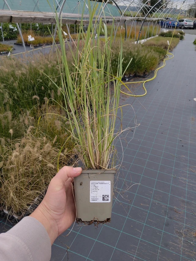 Dochan psárkovitý - 10. 10. 2025