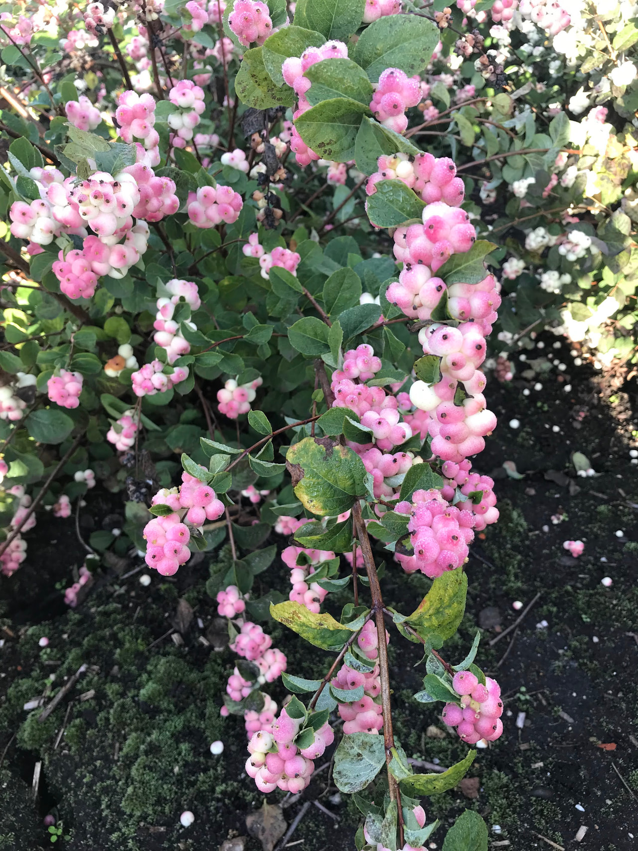 Pámelník Magical Red Riding Hood, Loukykvět