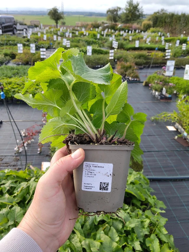 Sápa Tuberosa - 9. 10. 2025