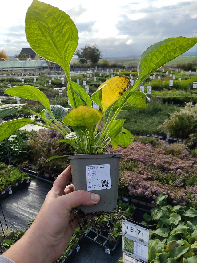 Rudbeckia Deamii - 9. 10. 2025