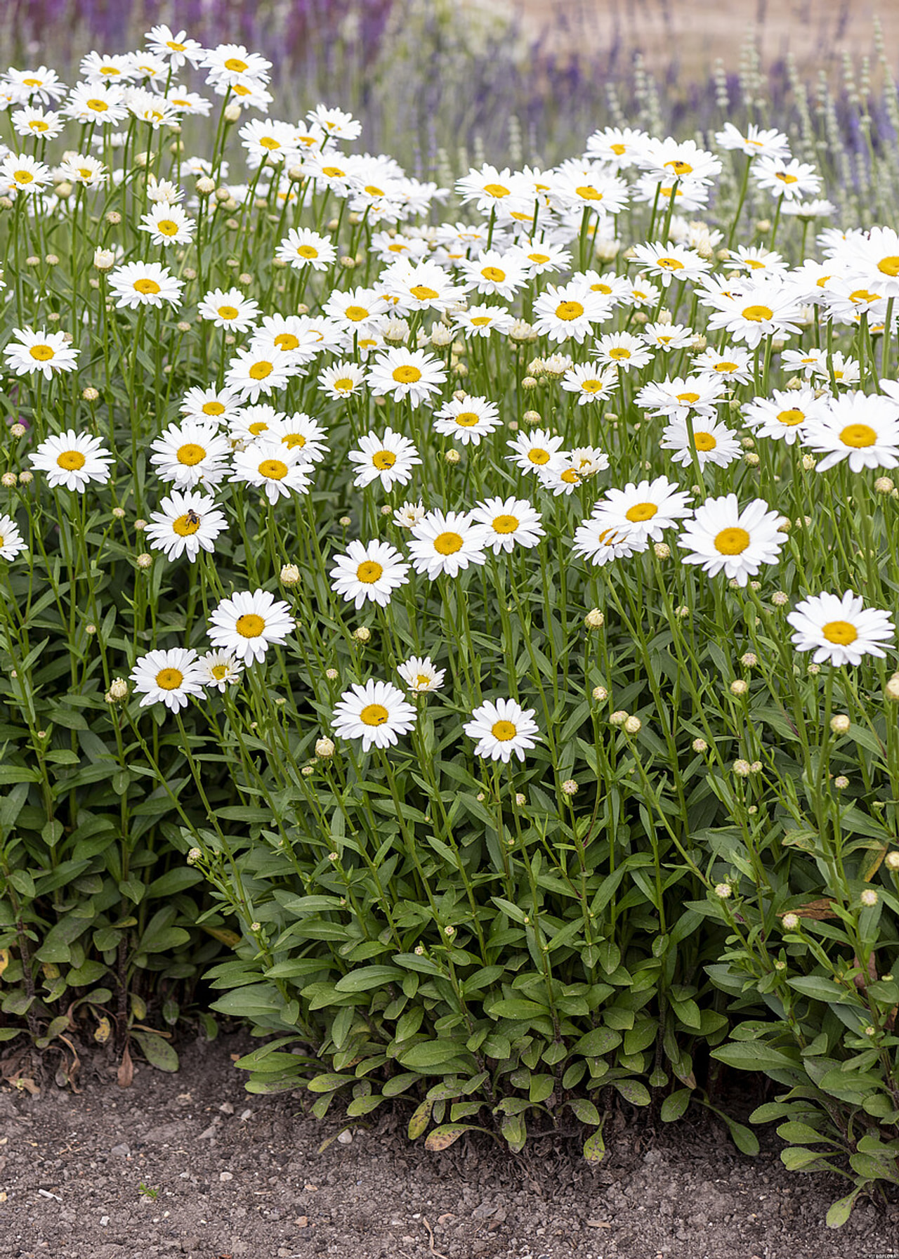 Kopretina Becky, Loukykvět