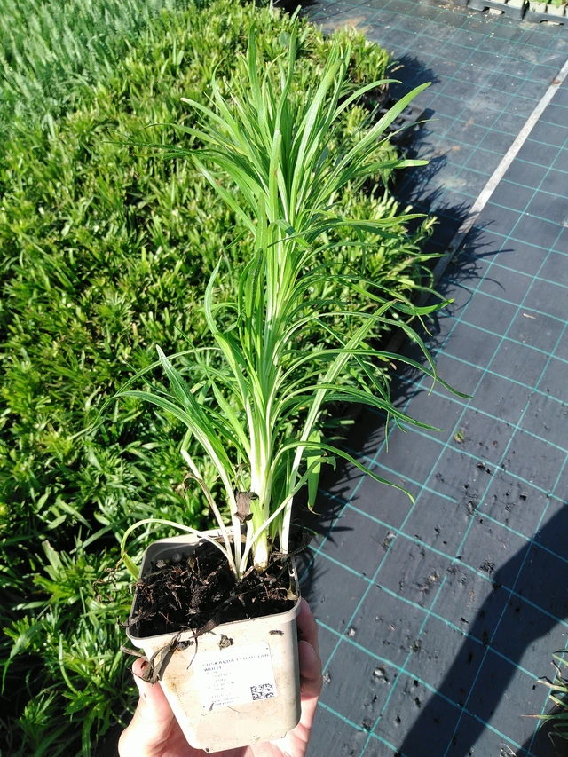 Liatris Floristan White - 24. 6. 2025