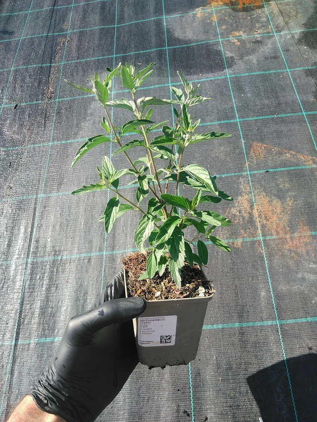 Caryopteris Stephi - 1. 9. 2025