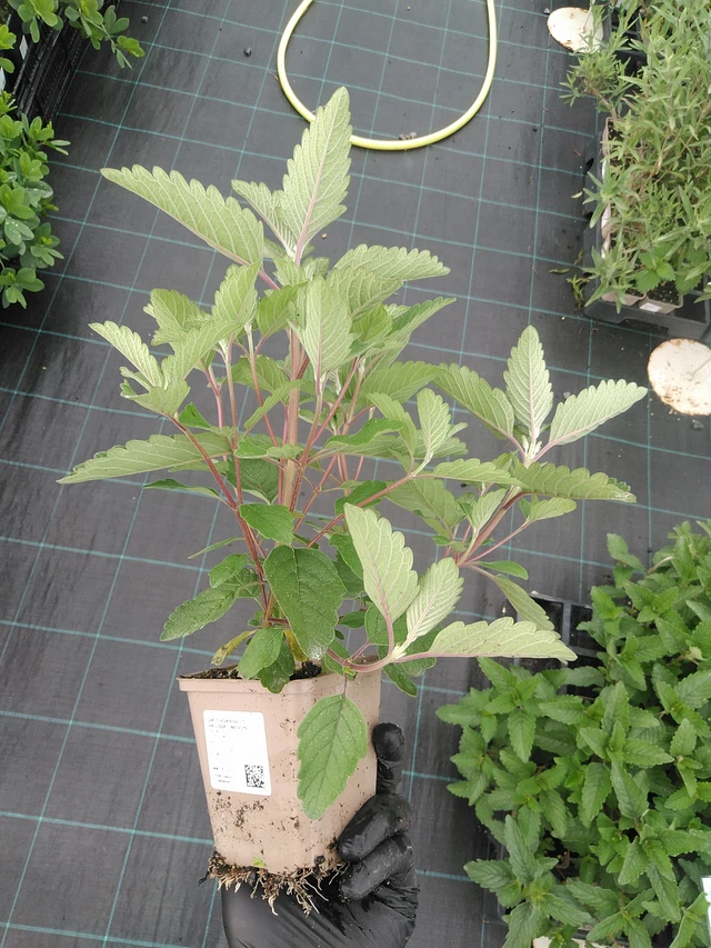 Caryopteris Pagoda Lagoon - 4. 8. 2025