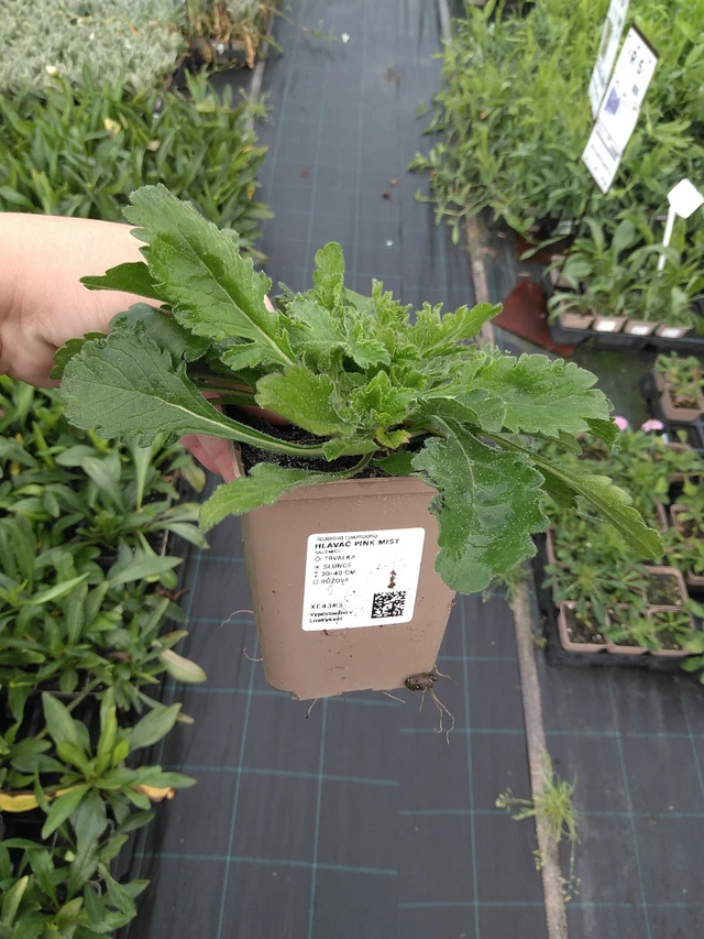 Scabiosa Pink Mist - 11. 7. 2025