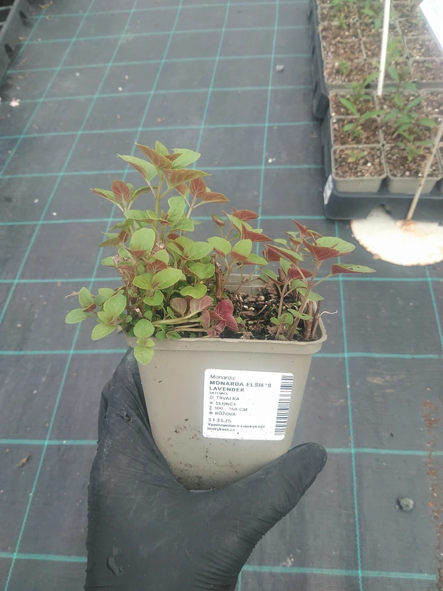 Monarda Elsie’s Lavender - 10. 9. 2025