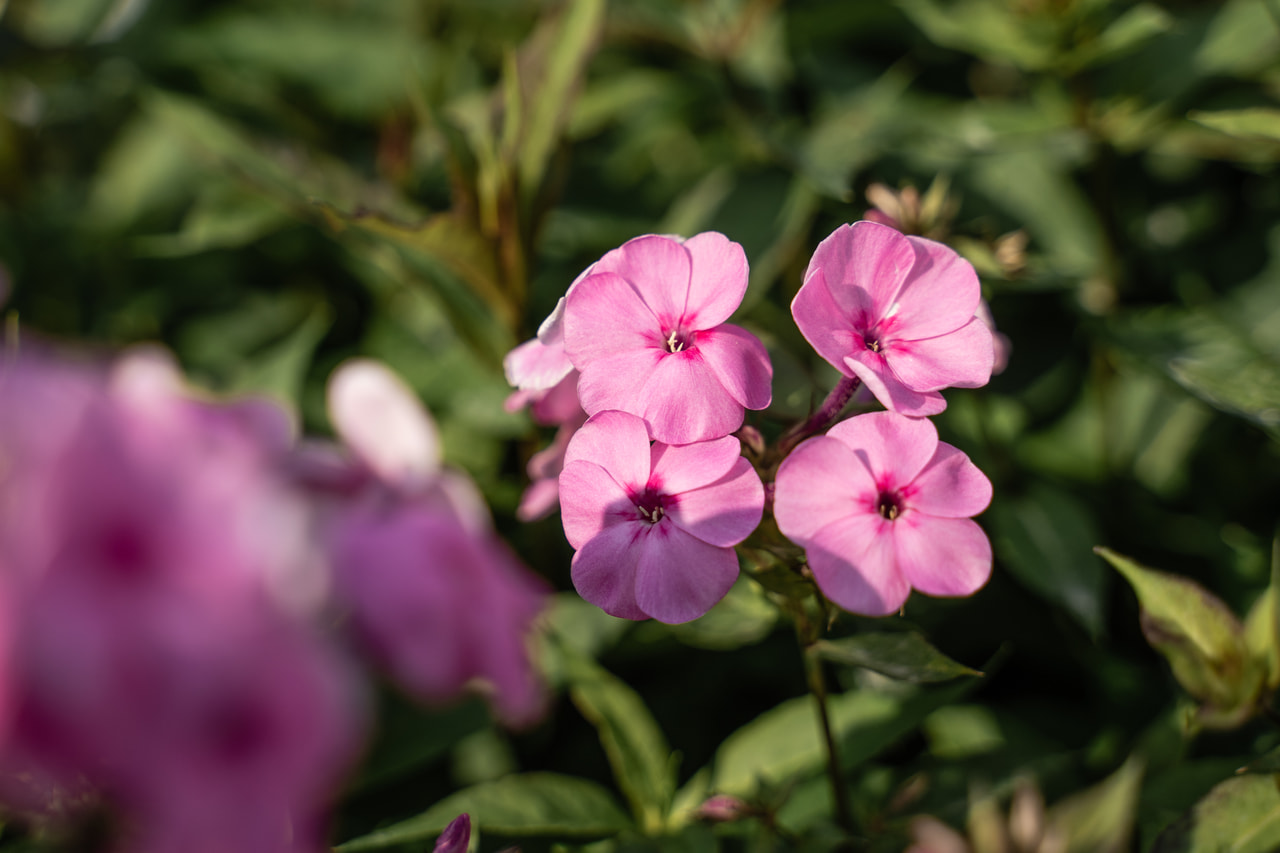 Lángvirág Minnehaha, Loukykvět