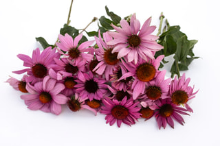 Echinacea Grandiflora Magnus, Loukykvět