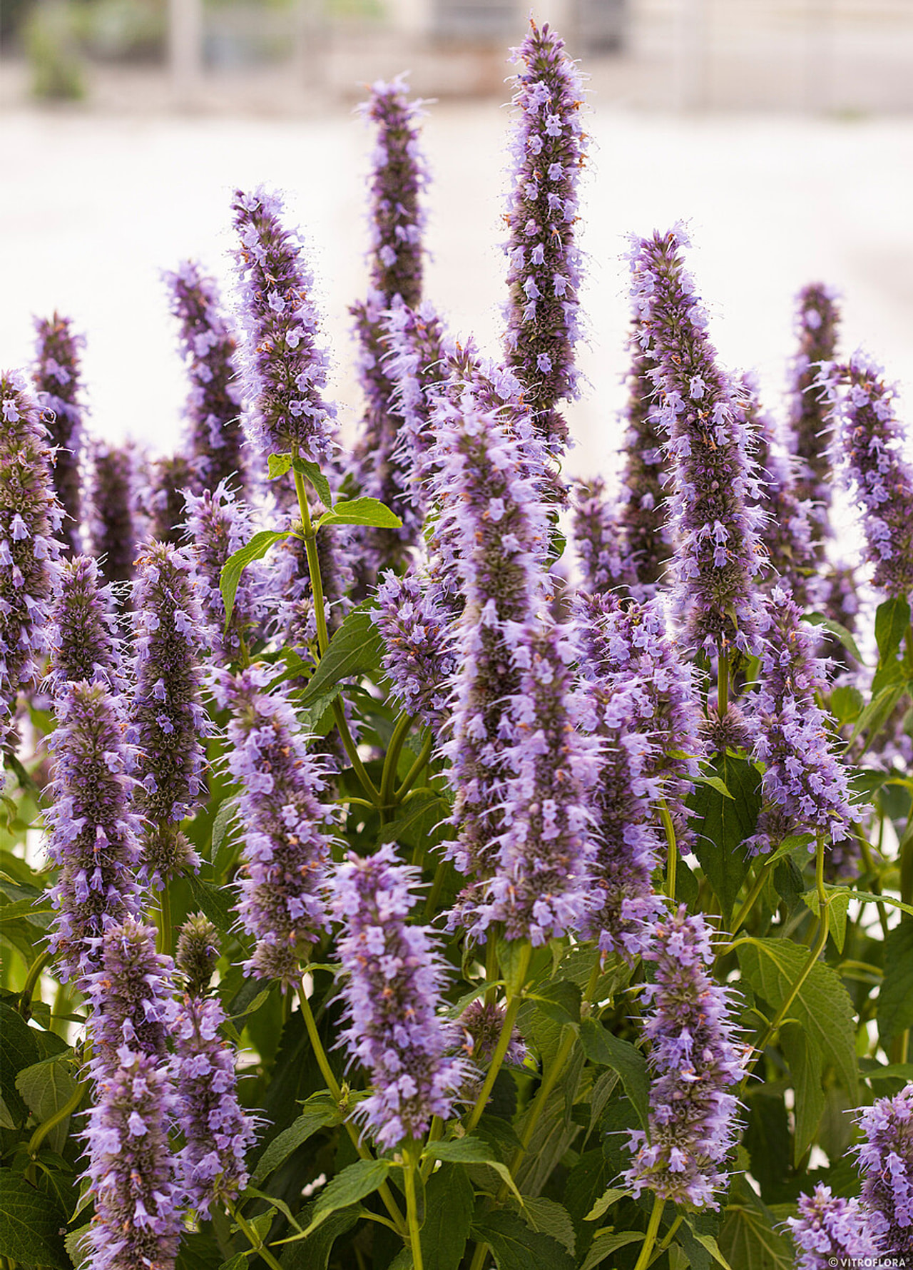 Agastache Blue Fortune, Loukykvět