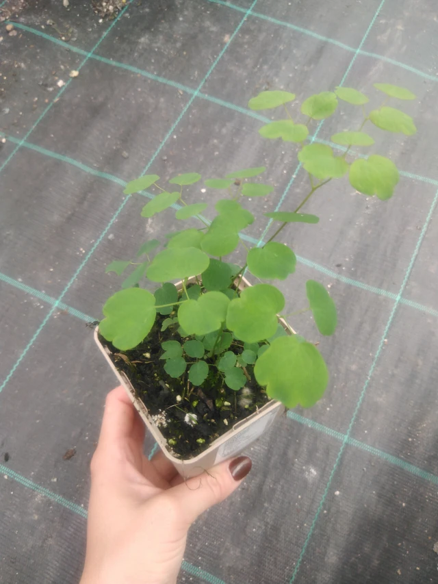 Meadow Rue Splendide - 2024