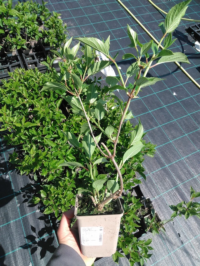 Syyshortensia Kyushu - 13. 5. 2025