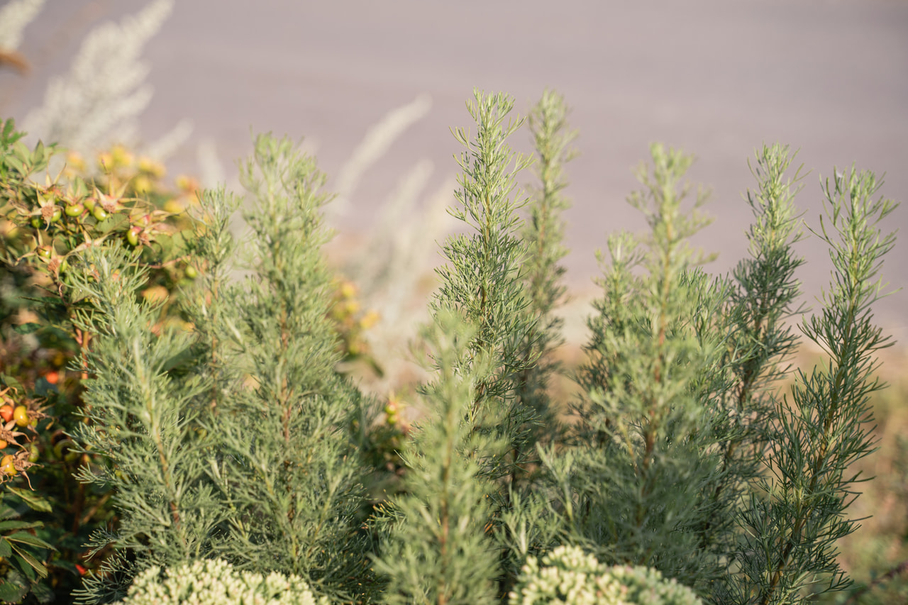 Üröm Coca Cola, Loukykvět