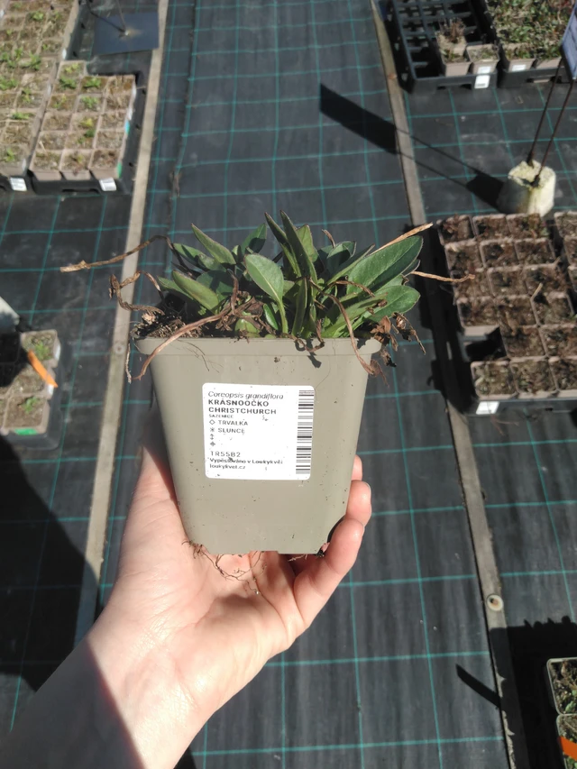 Coreopsis Christchurch - 3. 4. 2025