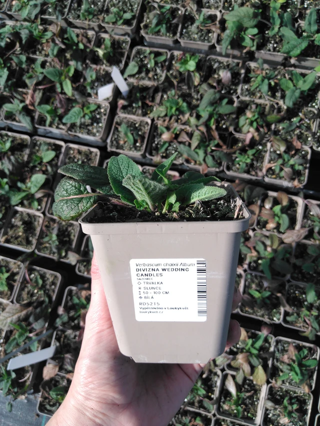 Verbasco Wedding Candles - 2024