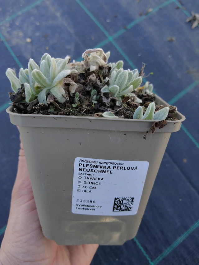 Plesnivka perlová Neuschnee - 27. 3. 2026