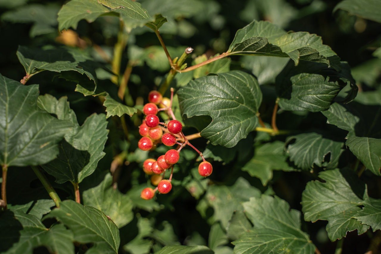 Viorne Compactum, Loukykvět