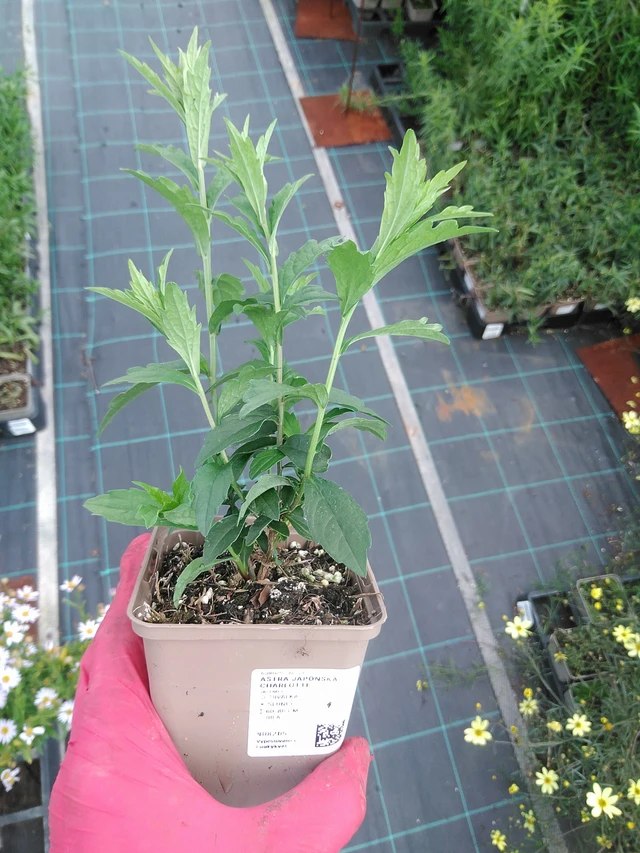 Aster japonská Charlotte - 29. 7. 2025