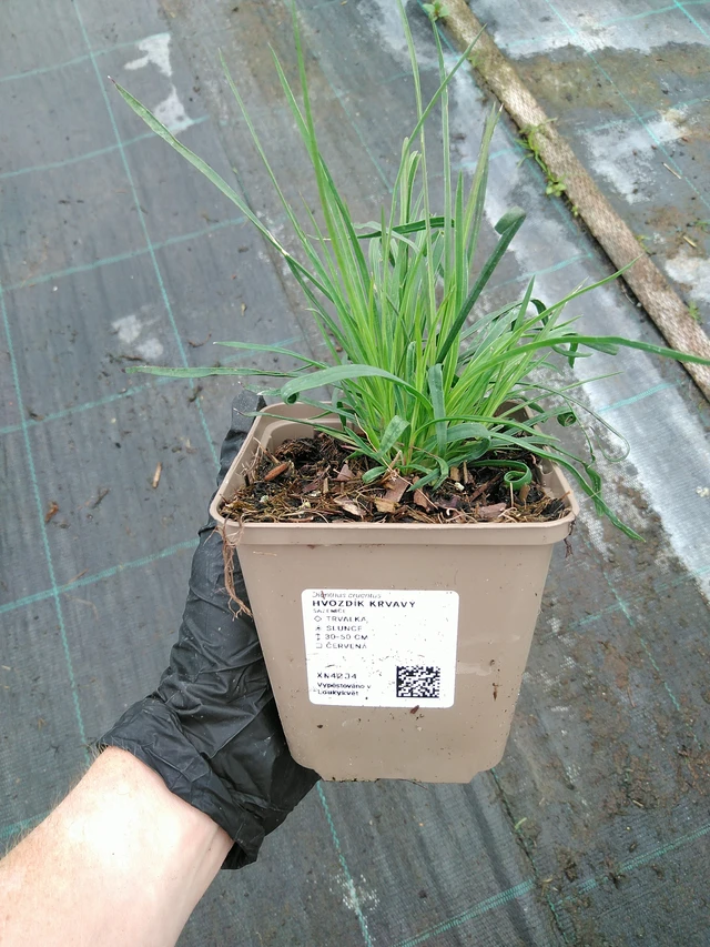 Verinilkkakukka - 10. 9. 2025