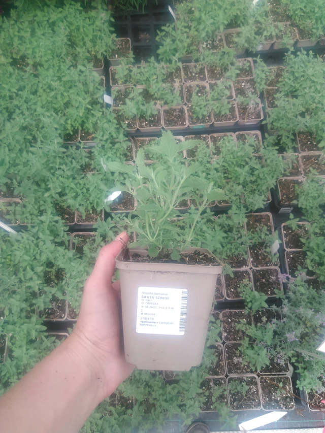 Catnip Senior - 2024