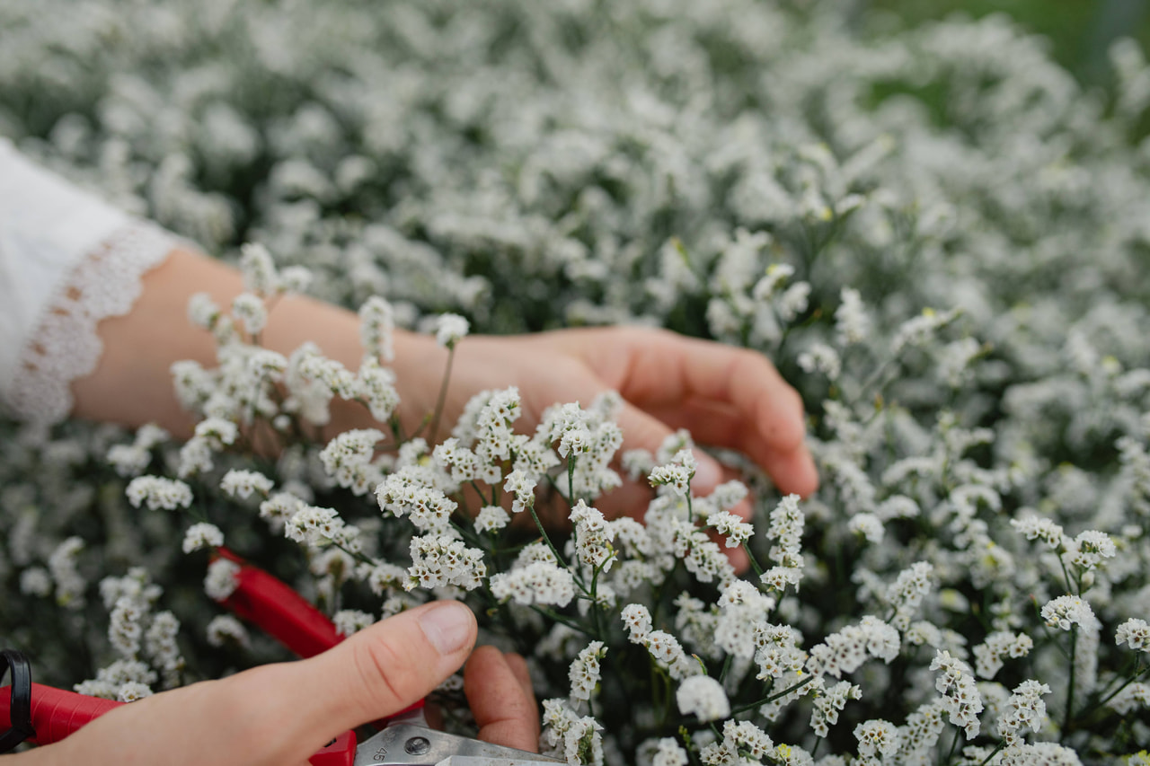 Statice Bright Diamond, Loukykvět