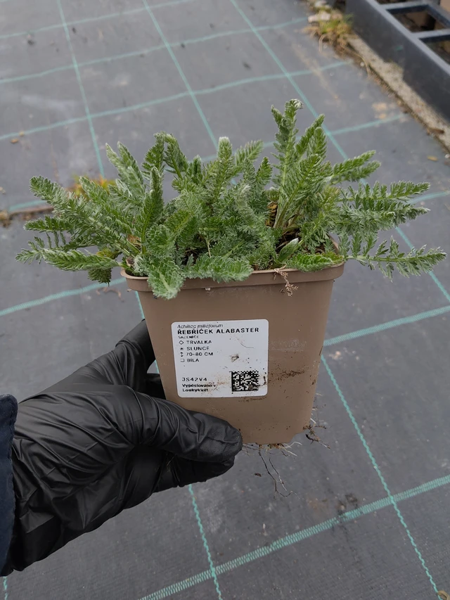 Řebříček Alabaster - 31. 3. 2026