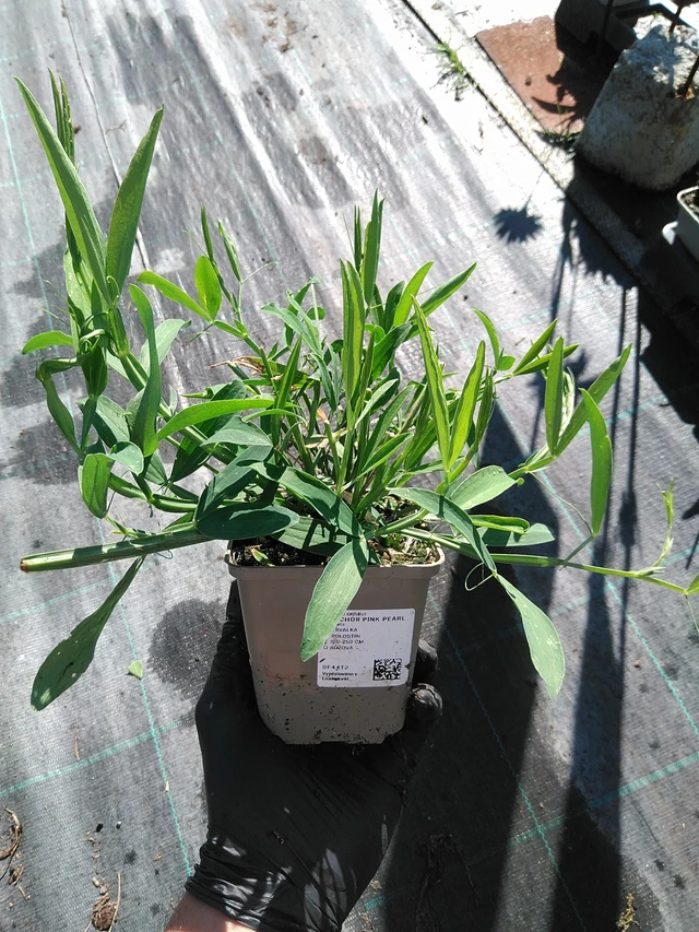 Hajuherne Pink Pearl - 19. 8. 2025