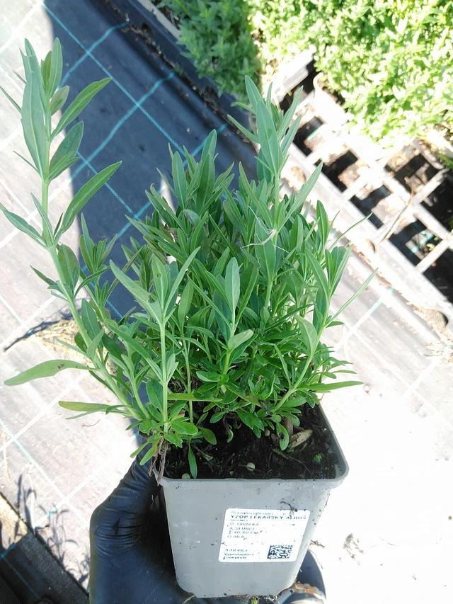 Hyssop lékařský Albus - 19. 8. 2025