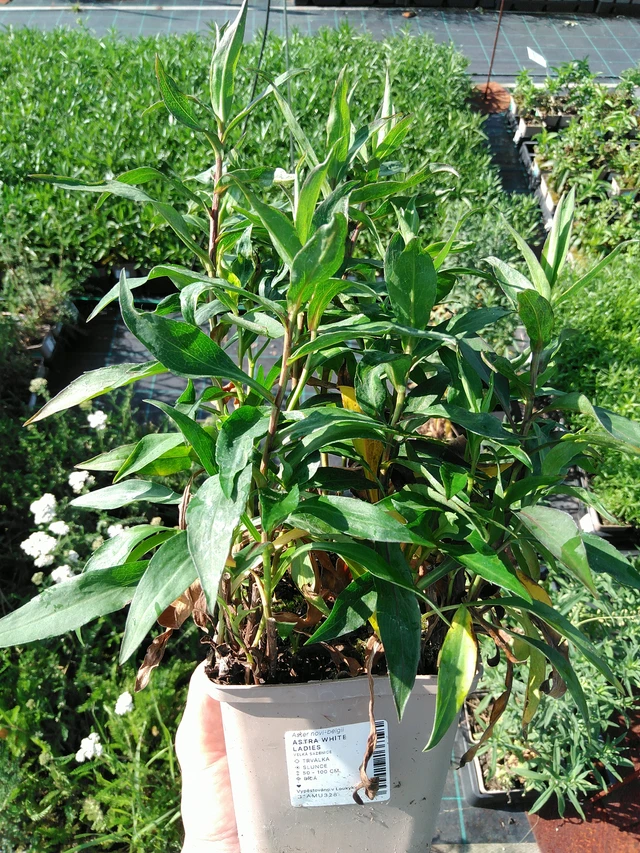 Astra White Ladies - 24. 6. 2025