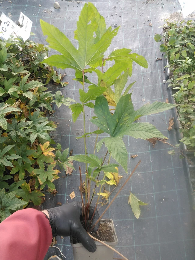 Angervo Venusta - 13. 10. 2025