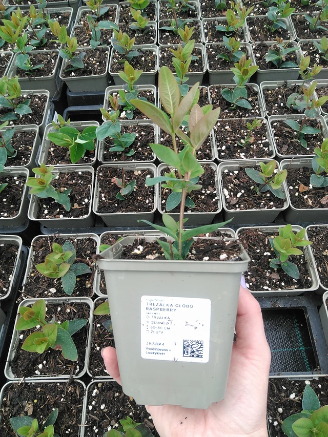 Hierba de San Juan Globo Raspberry - 9. 6. 2025