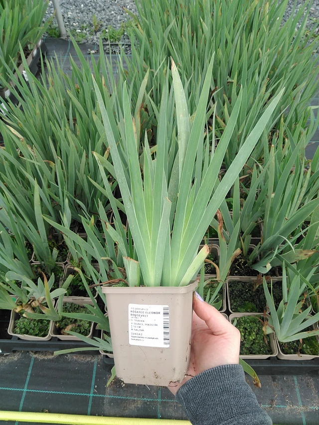 Kosatec Eleonor Roosevelt - 9. 6. 2025