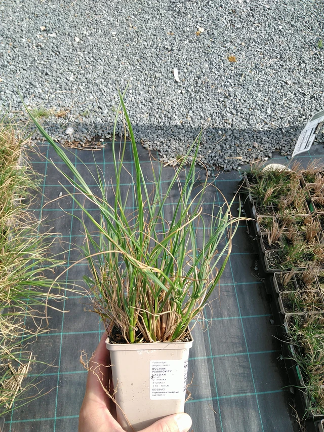 Pennisetum alopecuroides Cassian - 24. 6. 2025