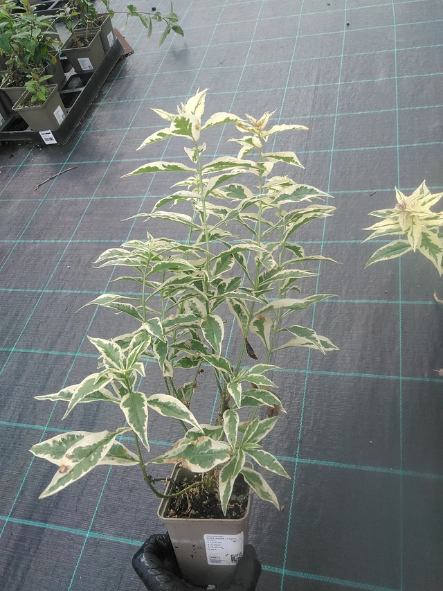 Flox Nora Leight - 13. 10. 2025