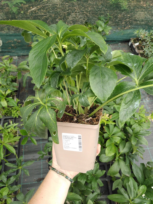 Eléboro Pretty Ellen Purple - 2024