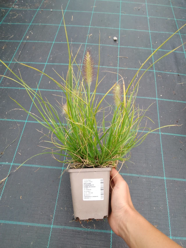 Dochan psárkovitý Hameln Gold - 10. 9. 2025