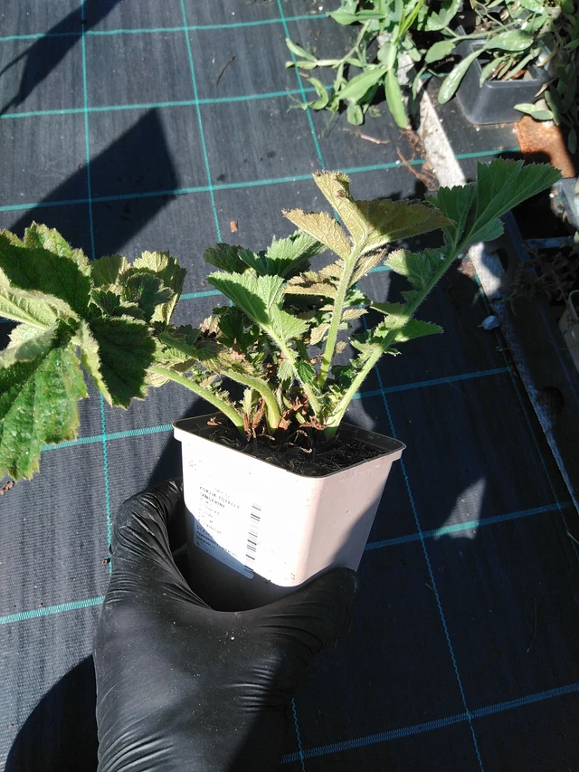 Geum Totally Tangerine - 19. 8. 2025