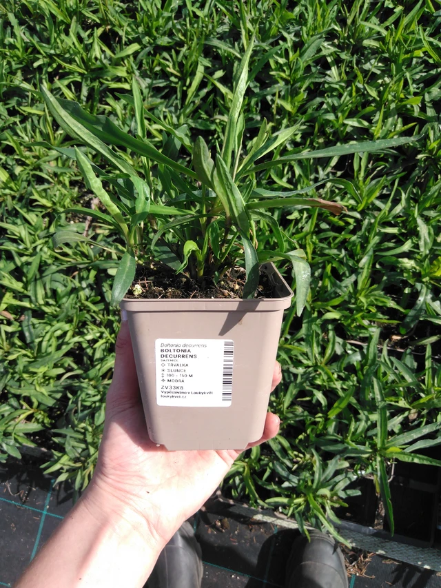 Boltonia Snowbank - 2024