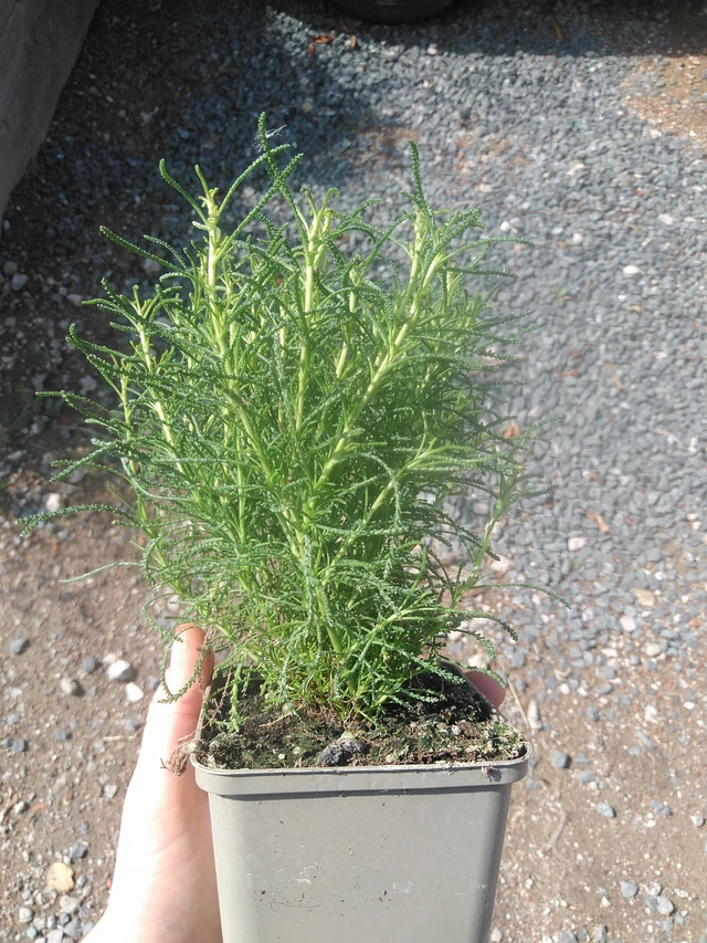 Svatolína olivová - 17. 7. 2025