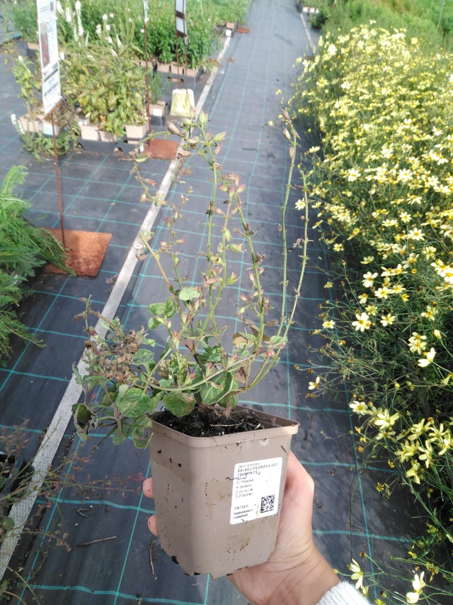 Šalvěj cedrová Hot Trumpets - 11. 9. 2025