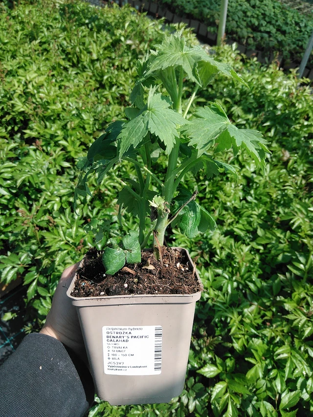 Ritarinkannus Benary’s Pacific Galahad - 13. 5. 2025