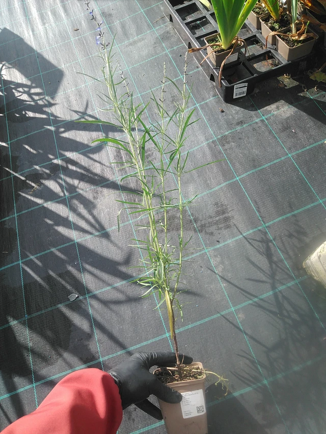 Kapealehtisalvia - 13. 10. 2025