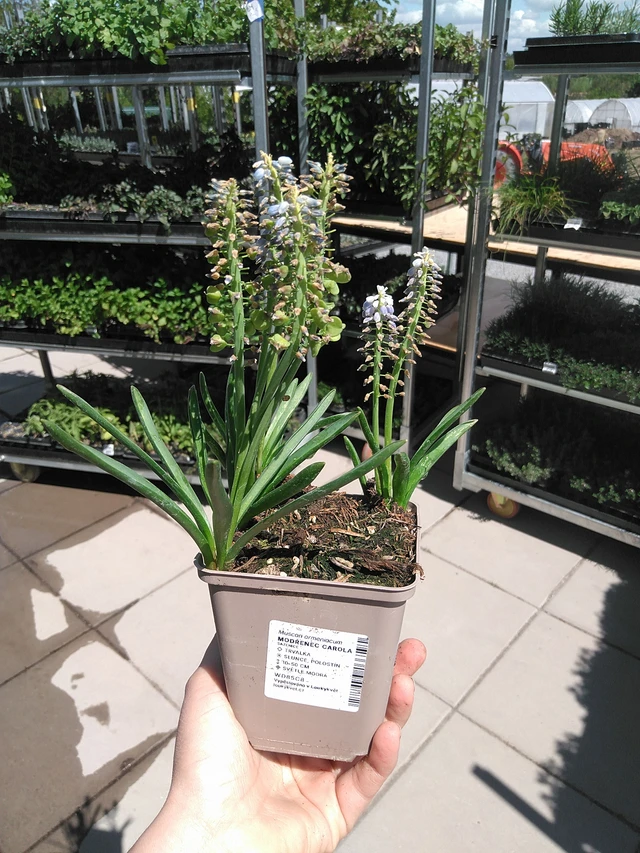 Muscari Carola - 15. 5. 2025