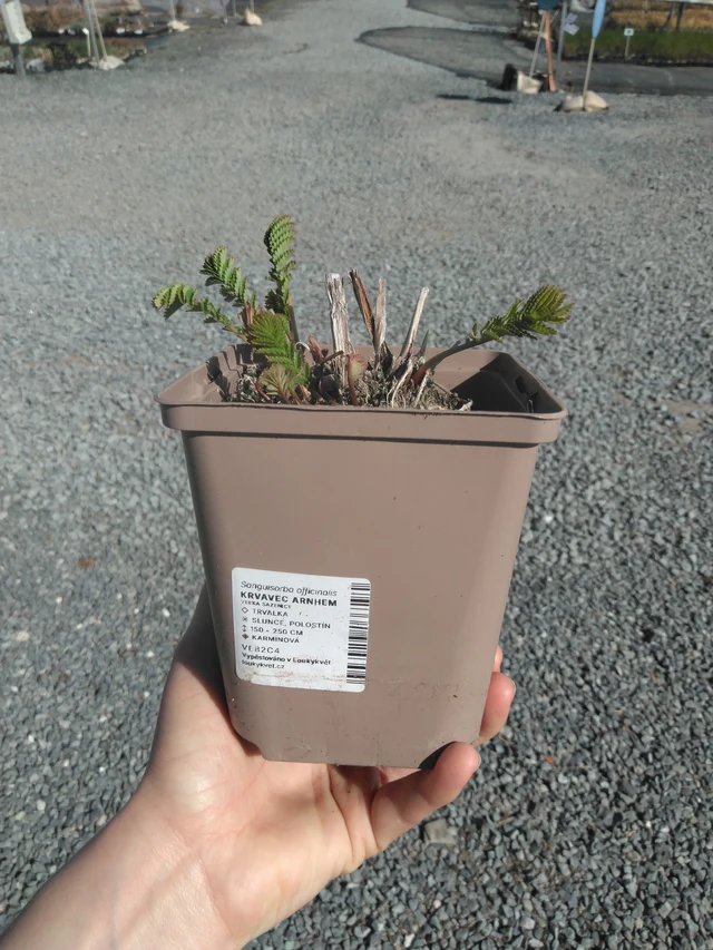 Verikurjenpolvi Arnhem - 3. 4. 2025