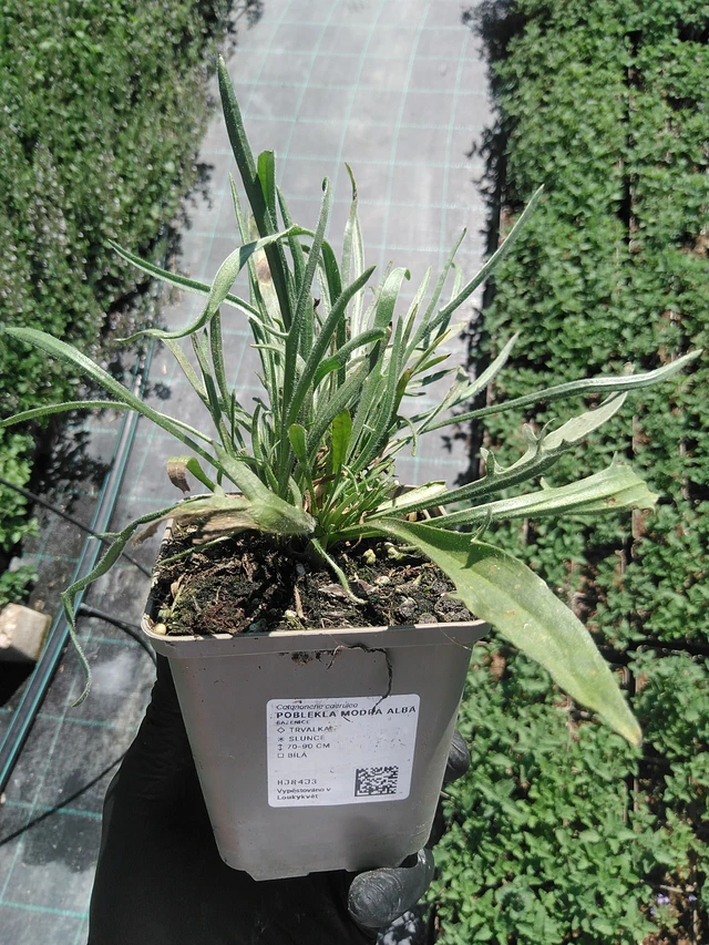 Lobelia azul Alba - 19. 8. 2025