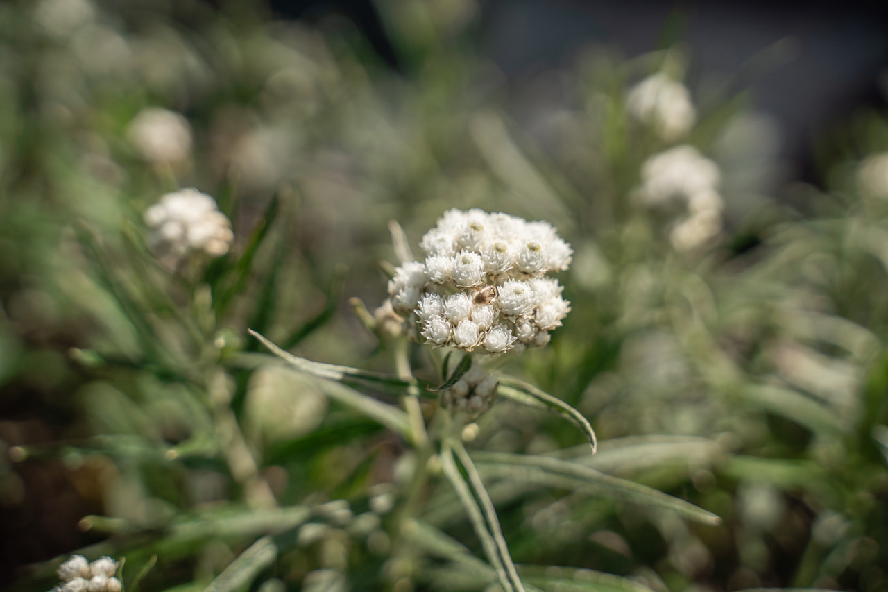 Plesnivka perlová Neuschnee, Loukykvět