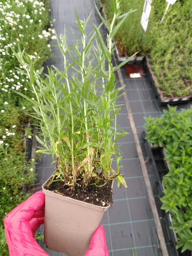 Milenrama The Pearl - 8. 7. 2025